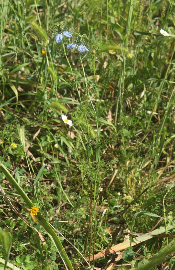 Ranunculaceae: Nigella damascena?   S !